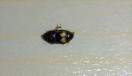 Carpophilus hemipterus